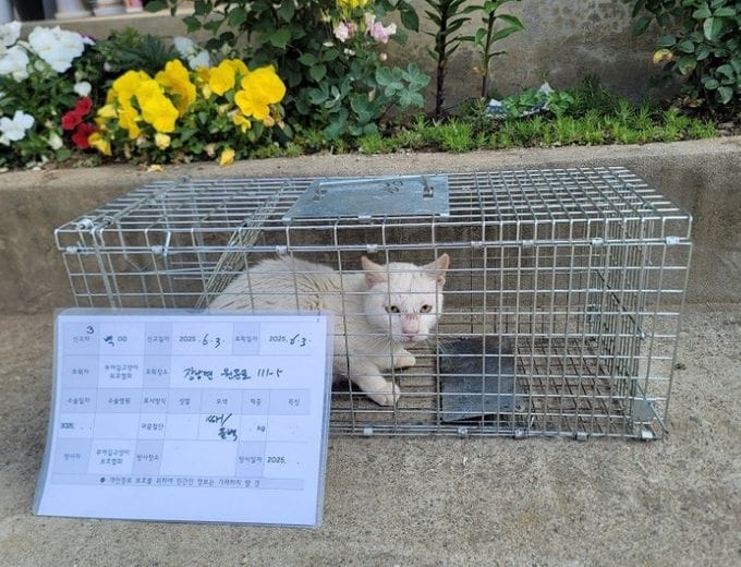 부여, 상반기 실외 사육견·길고양이 중성화 수술 지원
