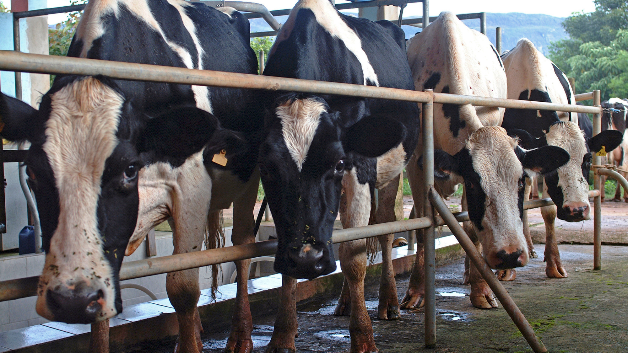 ‘민관 협업’으로 젖소 결핵병 잡는다