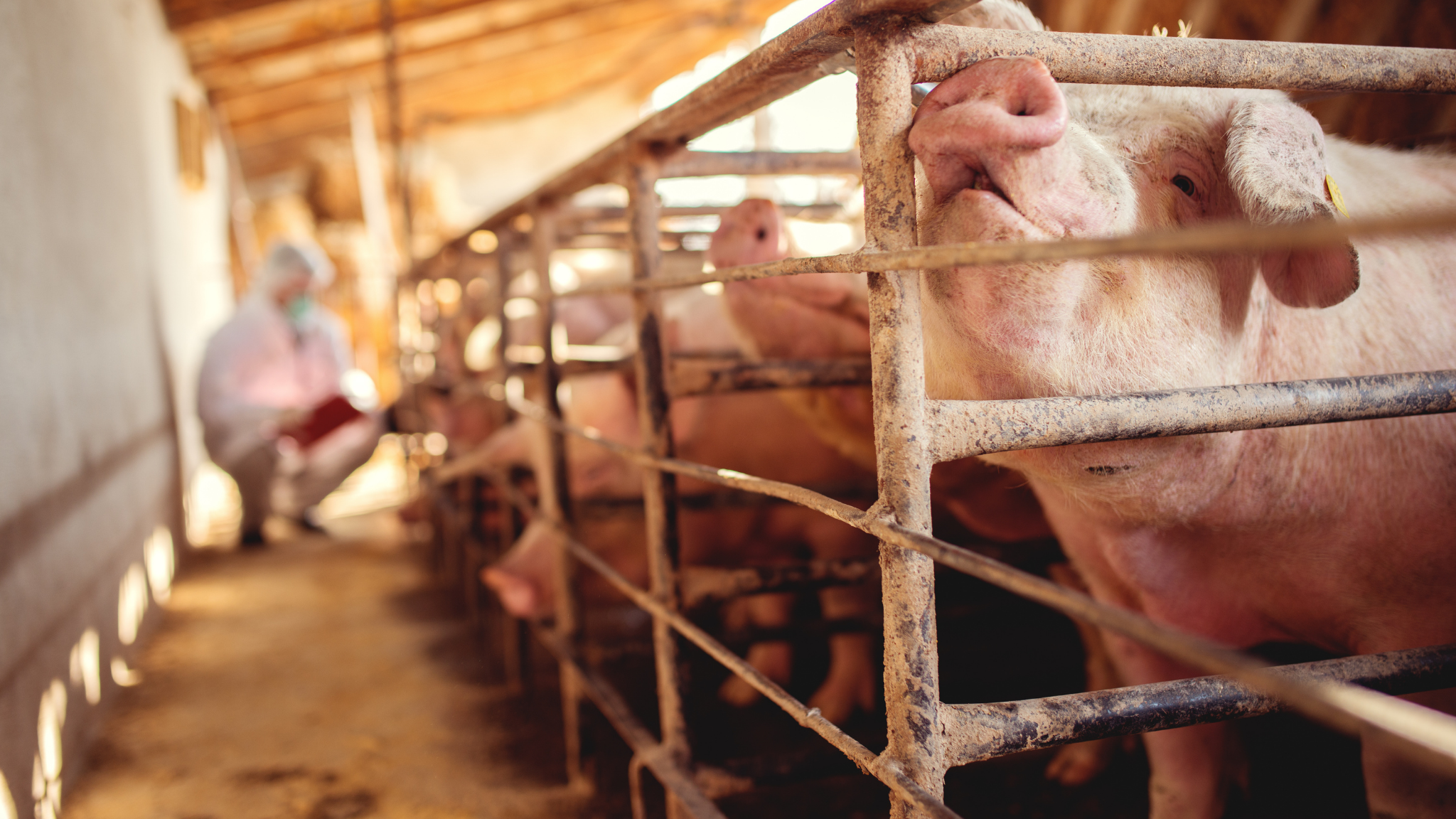 충남 아프리카돼지열병 방역대 해제