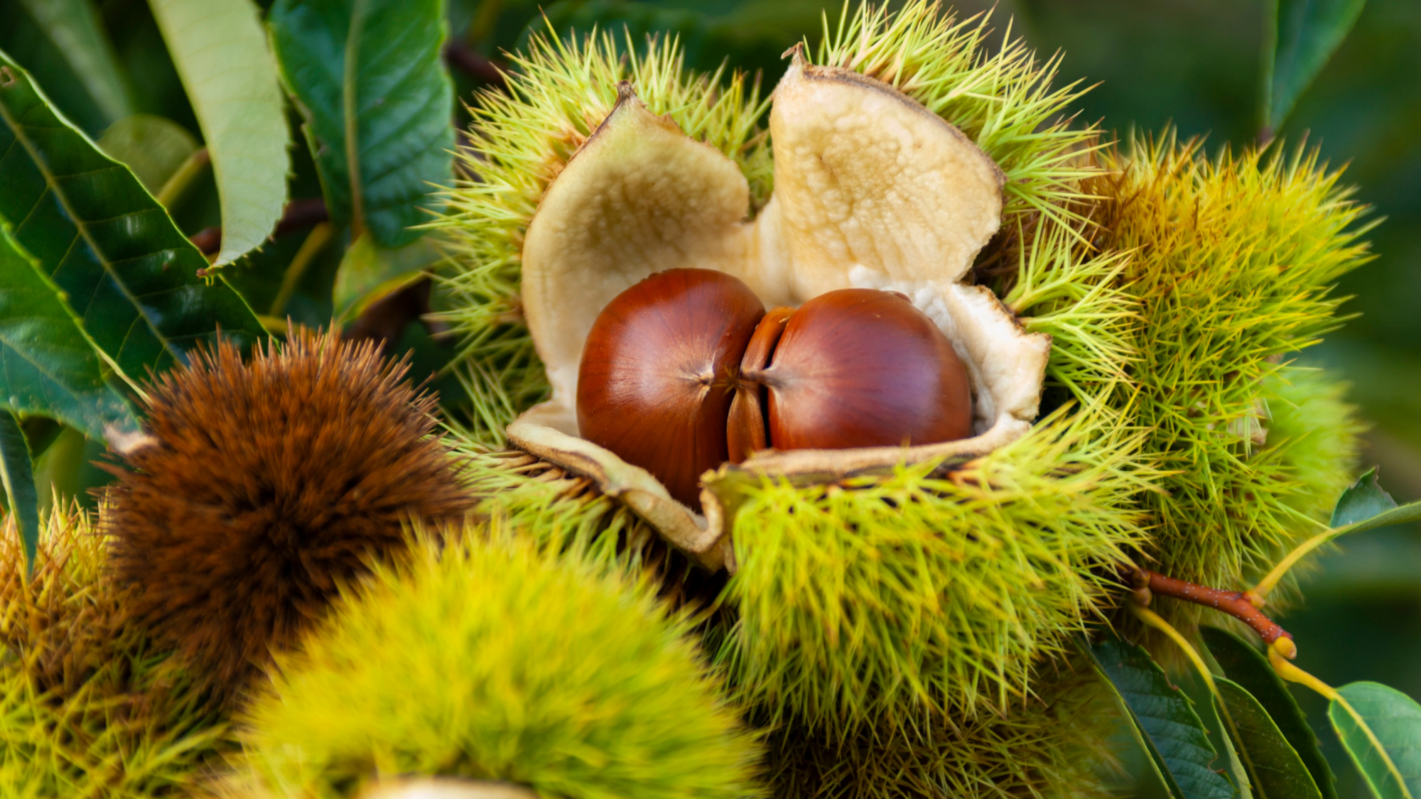 ‘2028 충남 국제밤산업박람회’ 청신호