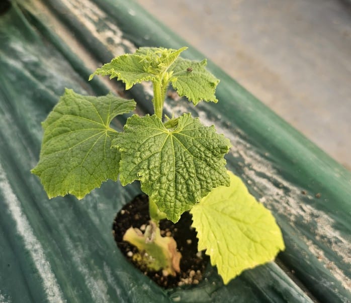 시설채소 최대 골칫거리 없앤다