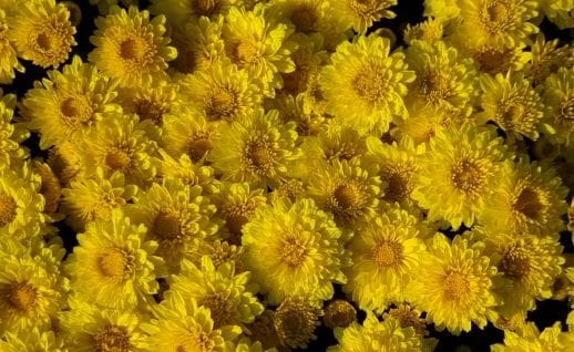 충남도 신품종 화단국으로 가을 정원 더욱 풍성하게