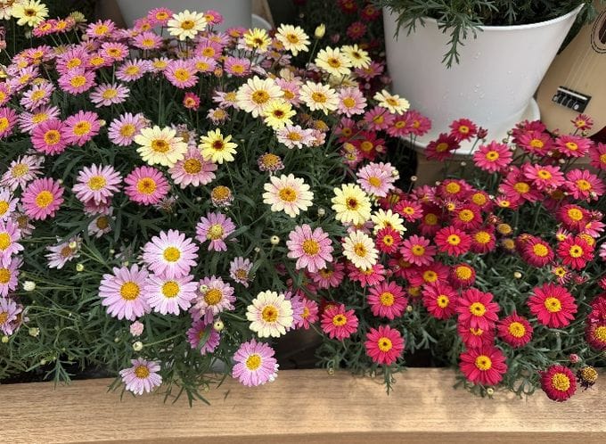 태안국제원예치유박람회장에 희귀 식물 3종 공개