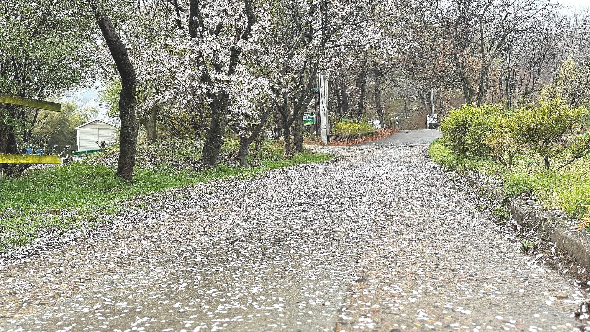 꽃비 내리는 봄날... 벚꽃, 지는 것조차 아름답다