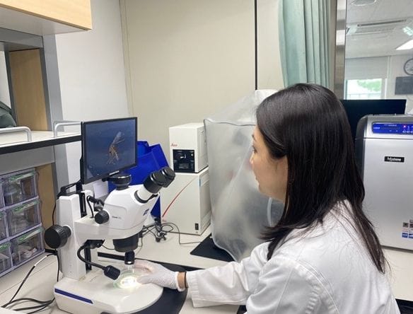 대전시, 일본뇌염 매개모기 ‘작은빨간집모기’ 올해 첫 확인