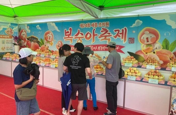 세종시, 지역생산 11개 조치원복숭아 품종 한눈에