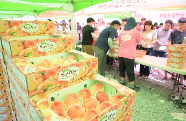 여름 대표축제 명성 그대로… 세종시 조치원복숭아축제 성료