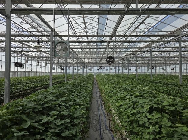 충남도 농업기술원, 폭염 지속…딸기 우량묘 생산 ‘최대 고비’