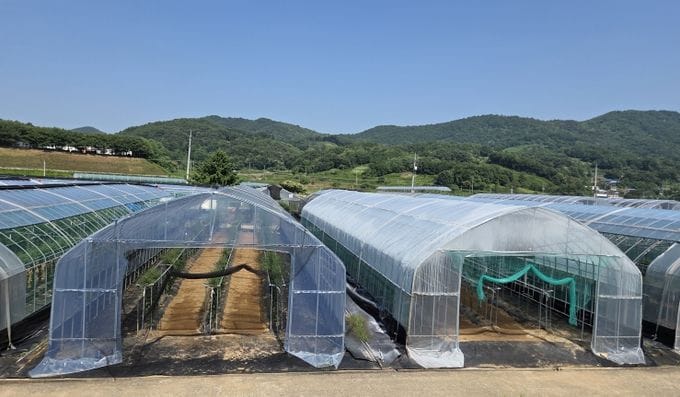충남도 시설구기자고온 피해경감기술개발 본격화