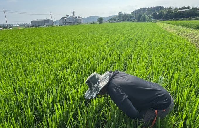 충남도, 벼 병해충 중앙-지방 합동예찰 실시