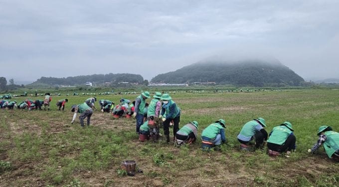 부여군, 구드래 코스모스단지 환경정비 나서