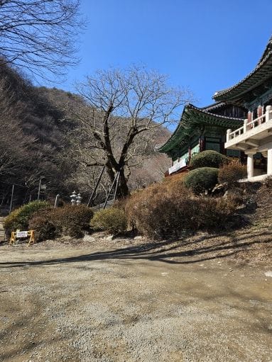 충남도 700년 역사 ‘천연기념물 호두나무’ 후계목 육성
