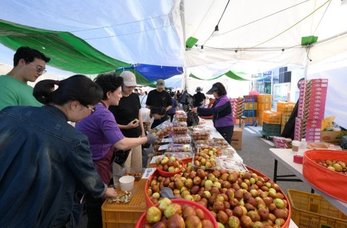 연산대추로 물든 논산의 가을.. 4만 명 발길 이어져 연산대추문화축제, 논산의 가을을 대표하는 가족형 문화축제로
