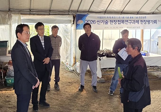충남도 농업기술원, 풋거름으로 오이 밑거름 해결