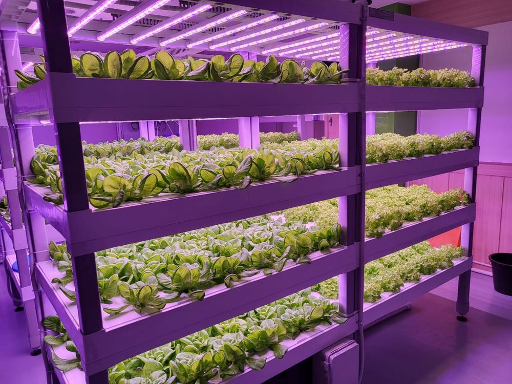 마을수익형 스마트팜 식물공장 조성 지원 post image