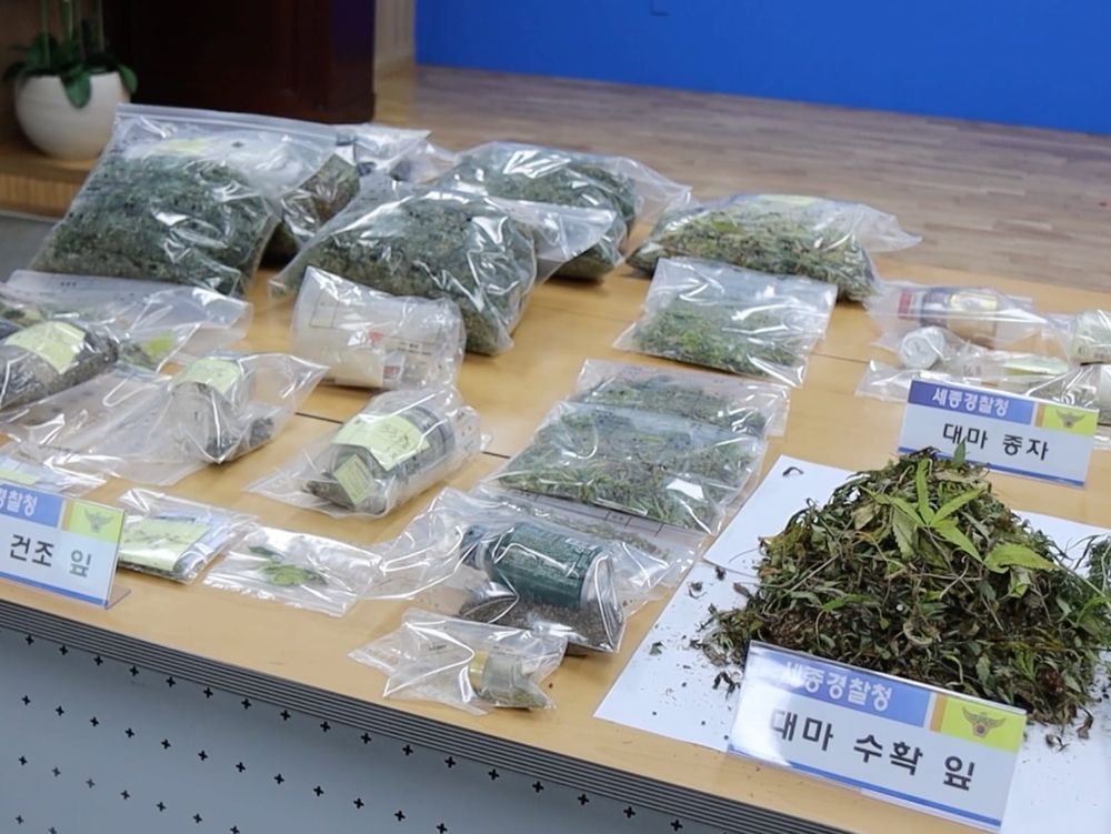 산속 대마 재배 일당 검거 post image