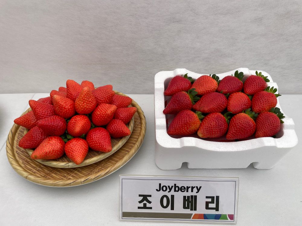 딸기 신품종 ‘조이베리’ 품종보호권 획득 post image