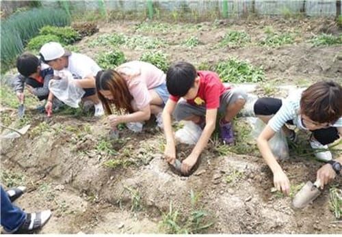 감성초등학교, 감자캐기 등 농촌 체험학습 실시 post image