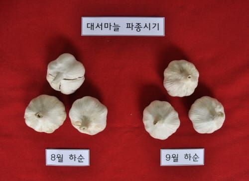 “대서마늘, 8월 파종 시 수확량 17% UP !” post image