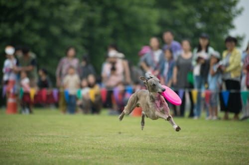 세종 반려동물 문화축제 post image