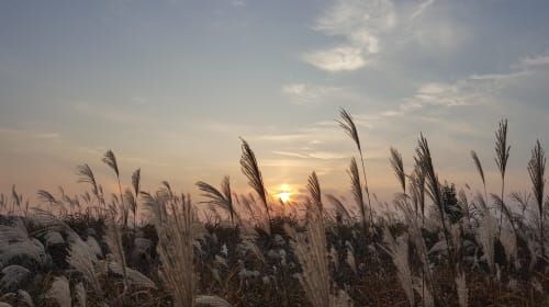 부여 백마강변 은빛 억새 향연 속 가을여행 post image