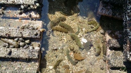 곰섬 10억·예당 5억 ‘특별사업비’ 대박 post image