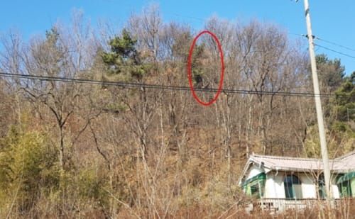 예산 장복서 소나무재선충병 발생 확인 post image