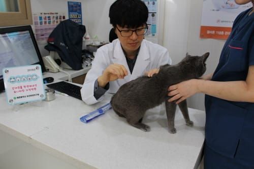 대전보건환경硏, 반려동물 항생제 내성균 검사 강화 post image