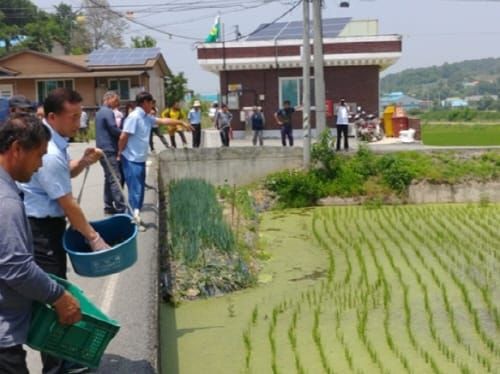 세종시 친환경농법 왕우렁이 보급 post image
