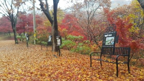 임천면, 성흥산 사랑나무 드라마길 조성 post image