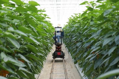 IRS글로벌, ‘4차 산업혁명 시대의 농업 혁신’ 보고서 발간 post image