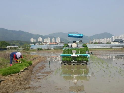 유성구 학하동서 대전 첫 모내기 post image