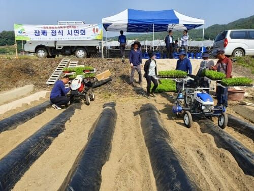 참깨 농가 노동력 줄이고 소득은 늘린다 post image