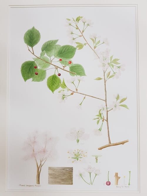 “우리나무 세밀화 그림으로 만나요” post image