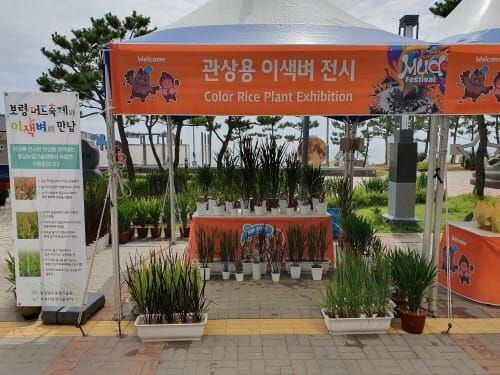 보령머드축제서 관상용 이색 벼 선보인다 post image