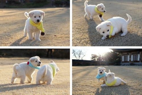 청와대 풍산개 대전시민의 곁으로 post image