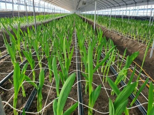 고품질 프리지어 생육 위한 햇빛관리 당부 post image