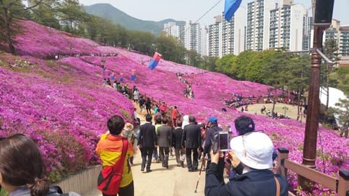 ‘군포철쭉축제’ 3년 연속 ‘경기관광대표축제’로 선정 post image
