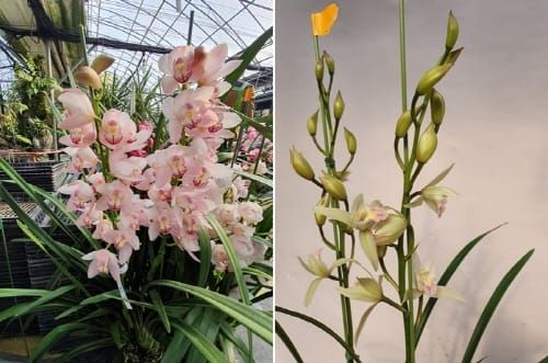 ‘신품종 심비디움’ 확대 보급 방안 모색 post image