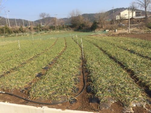‘고품질 마늘 생산’ 월동 관리에 달렸다 post image