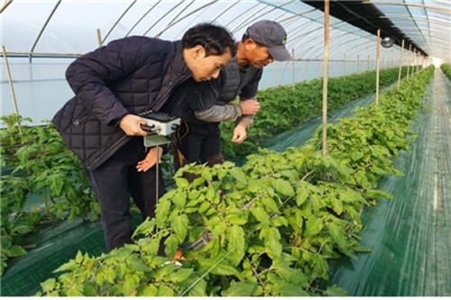 부여군, 일조부족에 따른 시설과채류 집중 기술지원 post image