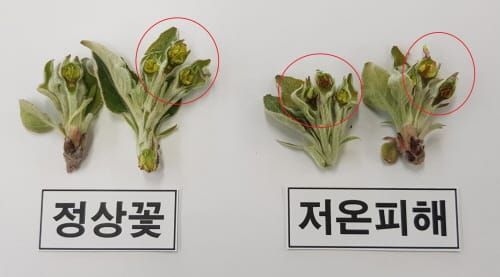 사과 만개기 지난해보다 7일 이상 빨라 post image
