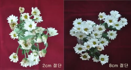 절화 국화 ‘수명 10일 이상 늘린다’ post image