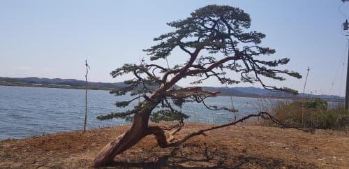 부여 양화 강변, 유왕산의 진백〈향나무〉에 피는 백제향 post image