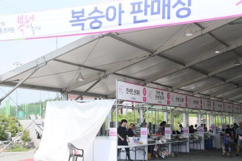 올해 ‘세종조치원복숭아축제 취소’ 결정 post image