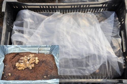 생강 ‘신선도 장기 유지 비법’ 공개 post image