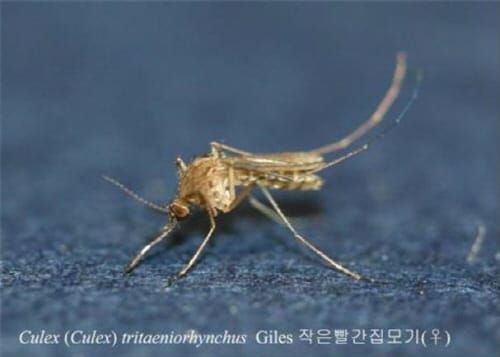 일본뇌염 매개 모기 전년 대비 20배 증가 post image