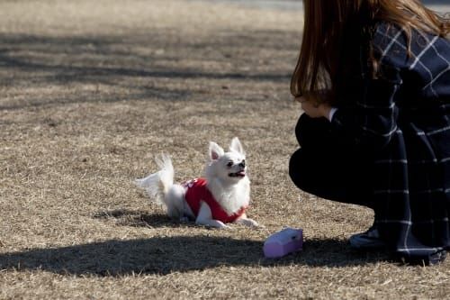 “행복한 반려, 사지 말고 입양하세요” post image
