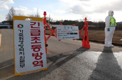 천안 종오리 농장서 조류인플루엔자 항원 검출 post image