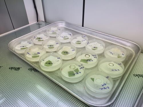 천연살충제, 토종 식물에서 추출한다 post image